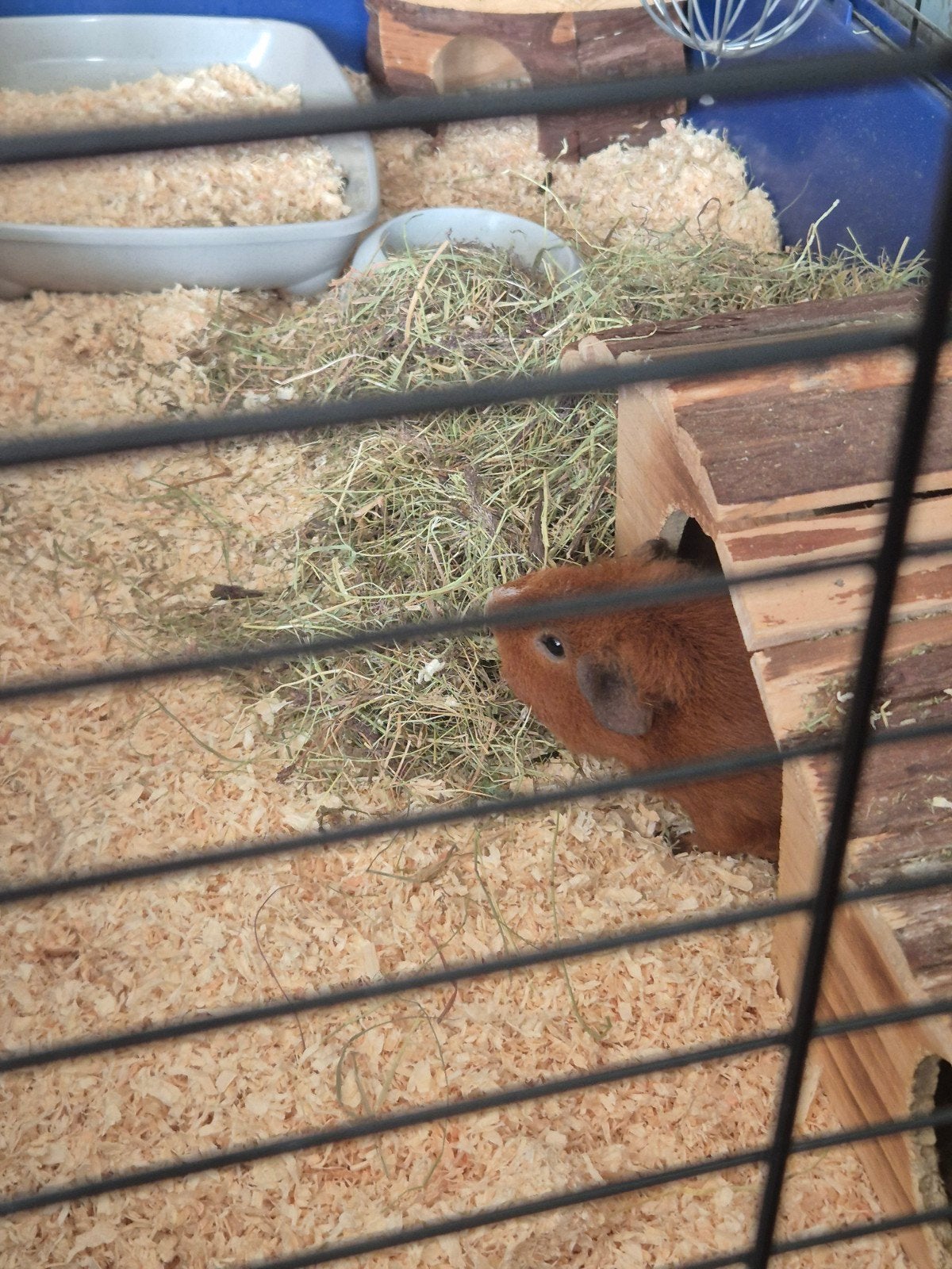 Gratis 2 lieve cavia's met hok, Dieren en Toebehoren, Ophalen