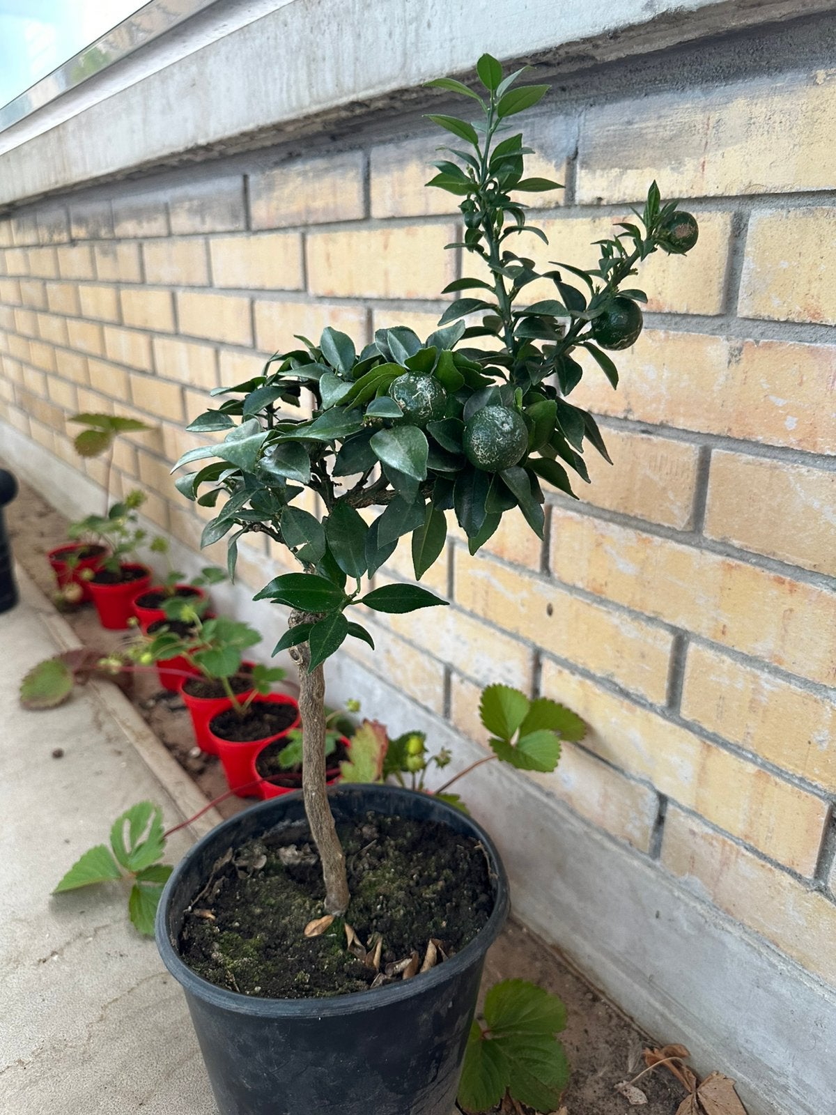 Mooie Citrus boom (Calamondin / Dwergcitrus) – Met Vruchten!, Ophalen, Minder dan 100 cm, Volle zon, In pot