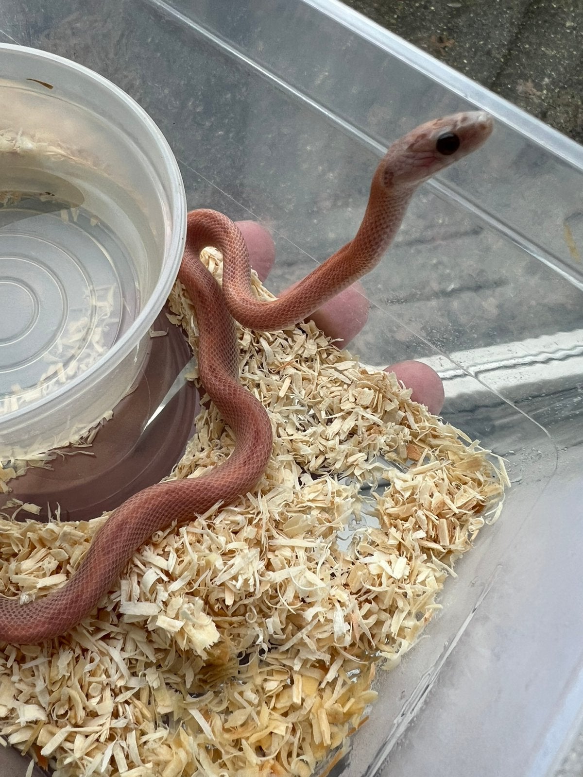 Rattenslangen 2025 Rat Snake photo 4