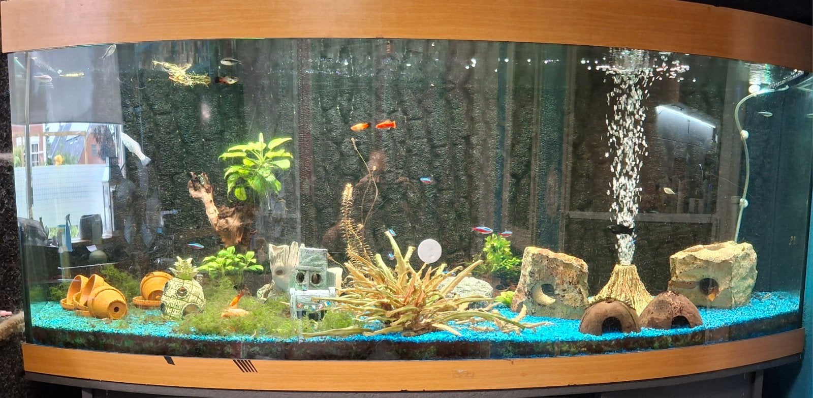 Juwel 450 +toebehoren, Ophalen, Gebruikt, Inclusief vissen, Gevuld zoetwateraquarium