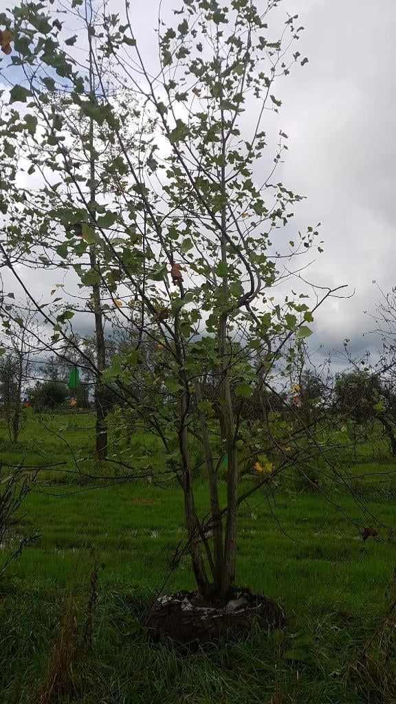 Volwassen tulpenboom met oranje tot geel-groene bloemen, Tuin en Terras, Planten | Bomen, Overige soorten, 400 cm of meer, Volle zon