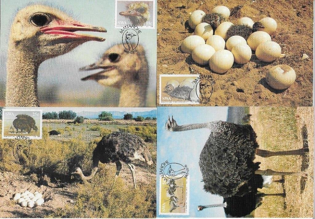 Set van 4 maxikaarten struisvogels SWA Namibie, Ophalen of Verzenden, Overige landen, Gestempeld