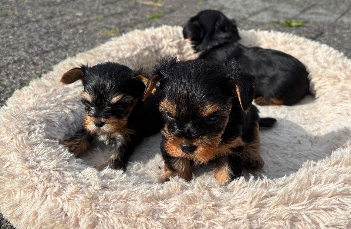 Mini mini Yorkshire terrier puppy, Yorkshire Terriër, HCC (leverziekte), Reu, 8 tot 15 weken