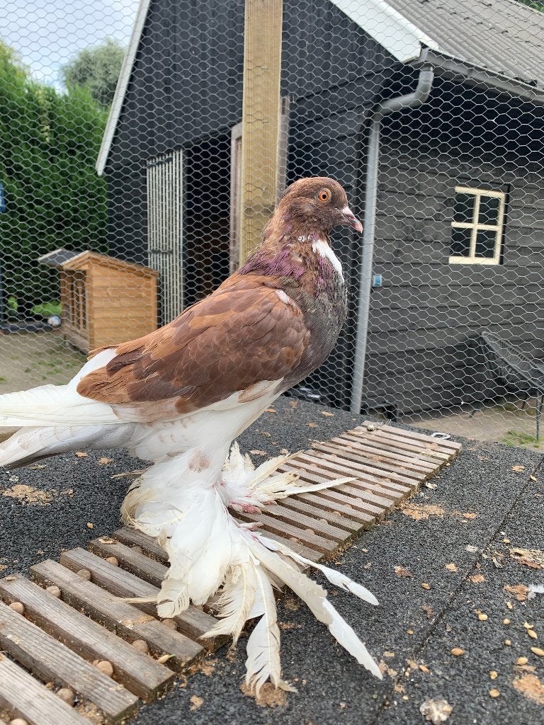 Rode pommerse kroppers, Dieren en Toebehoren, Meerdere dieren, Kropper