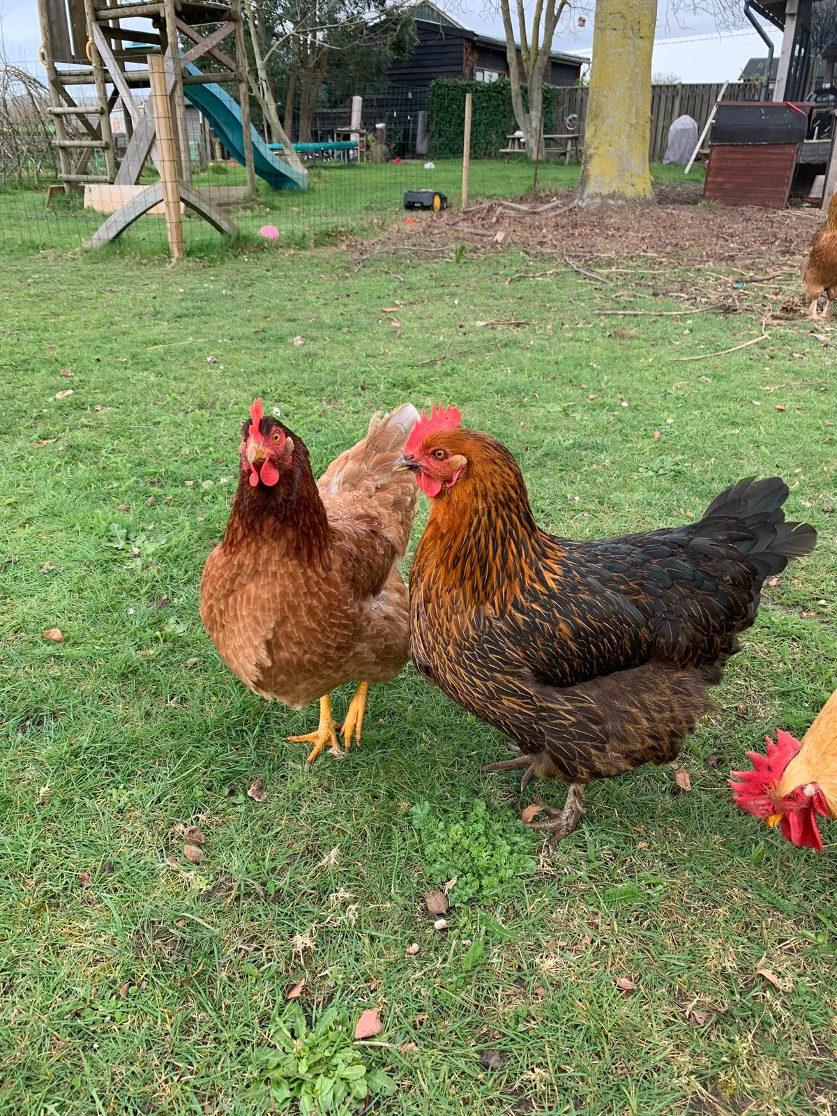 Broedeieren, Dieren en Toebehoren, Pluimvee, Geslacht onbekend, Kip