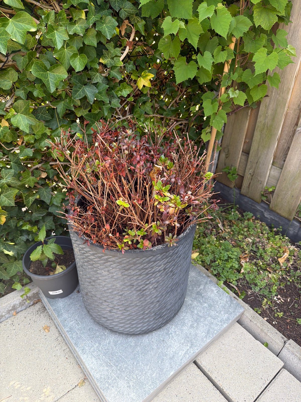 Gratis pot met bloem ophalen in Bergen op Zoom, Tuin en Terras, Ophalen, Kunststof, Gebruikt, Balkon