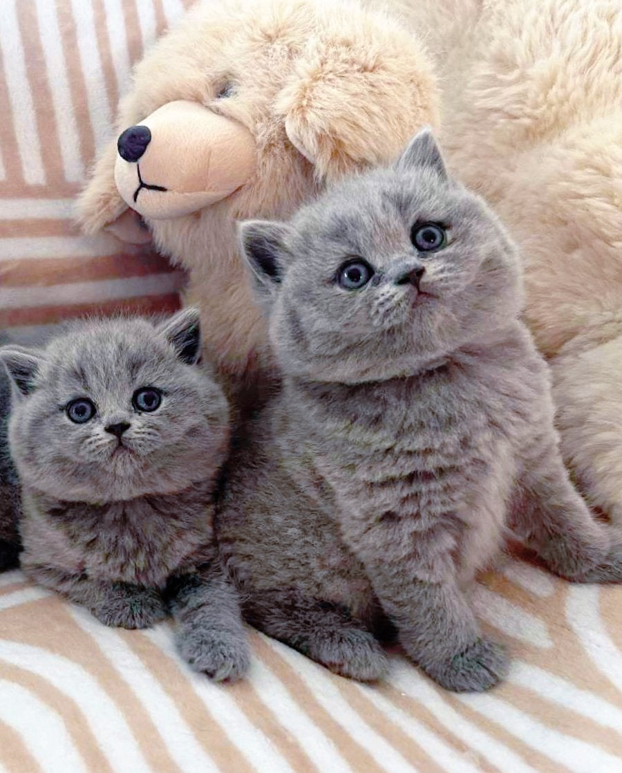 Drie prachtige volbloed Britse korthaar kittens, Meerdere dieren, Ontwormd, 0 tot 2 jaar