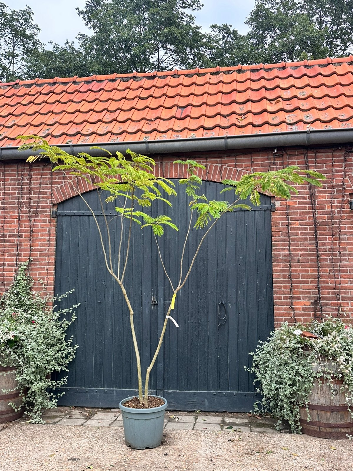 Meerstammige Albizia julibrissin (perzische slaapboom), Tuin en Terras, Ophalen