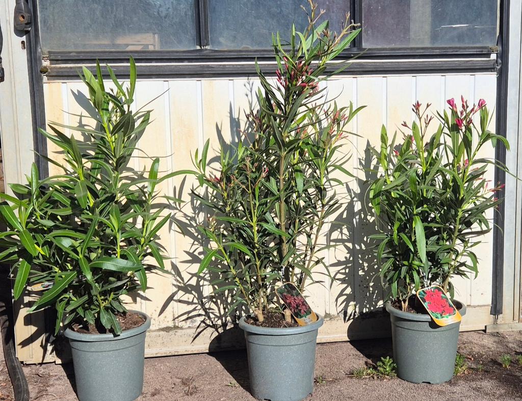 Oleanders in soorten, Tuin en Terras, Planten | Tuinplanten, Volle zon, Vaste plant, Zomer, Ophalen