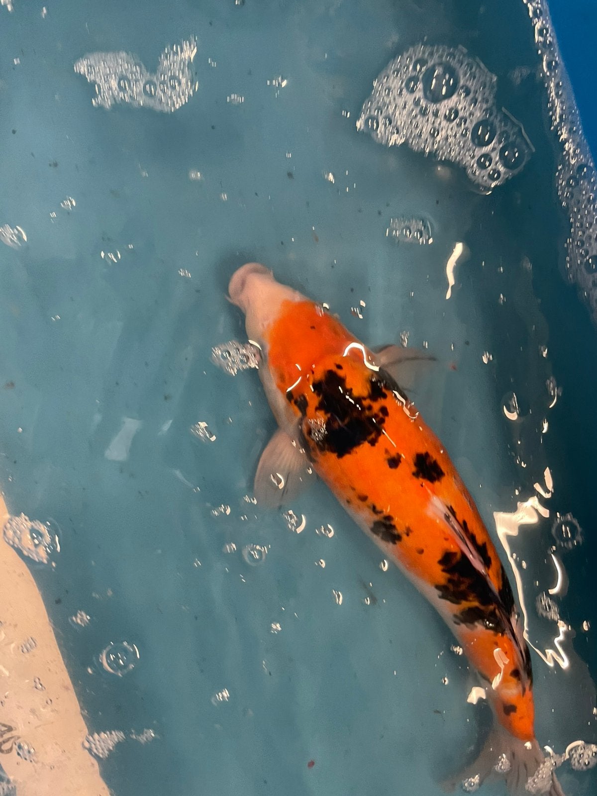 Zeer mooie sanke van 32 cm, Dieren en Toebehoren, Vissen | Vijvervissen, Karper of Koi
