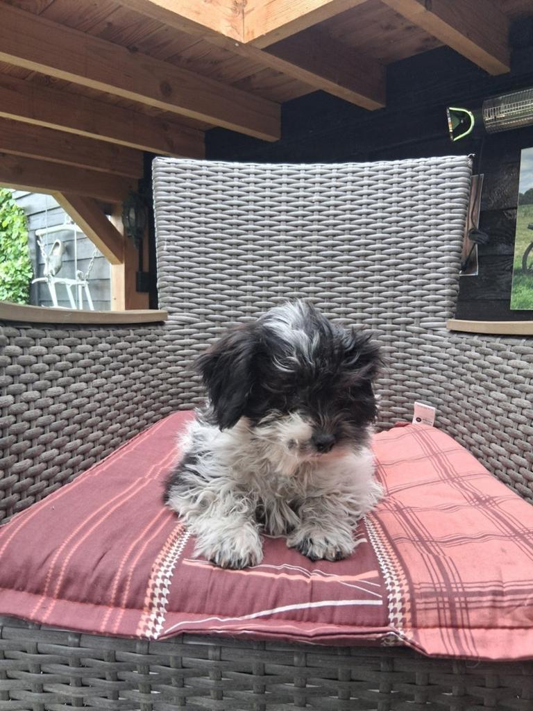 Te koop mooie kleinblijvende speelse boomer pups, Dieren en Toebehoren, Honden | Chihuahua's en Gezelschapshonden, Parvo, 8 tot 15 weken