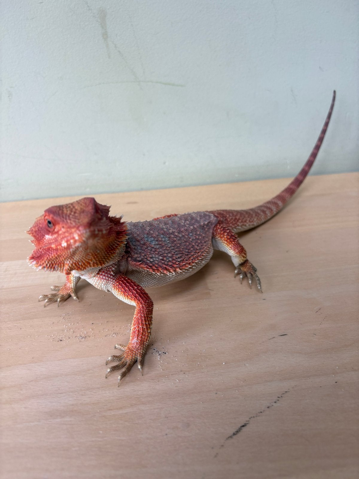 Baardagaam Ginger inclusief terrarium en toebehoren Bearded Dragon photo 7
