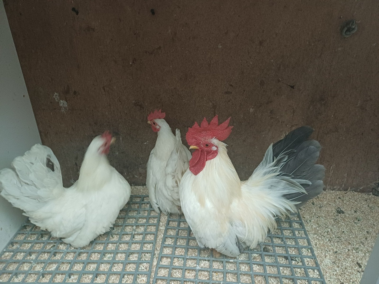 trio chabo krielen, Dieren en Toebehoren, Pluimvee, Meerdere dieren, Kip