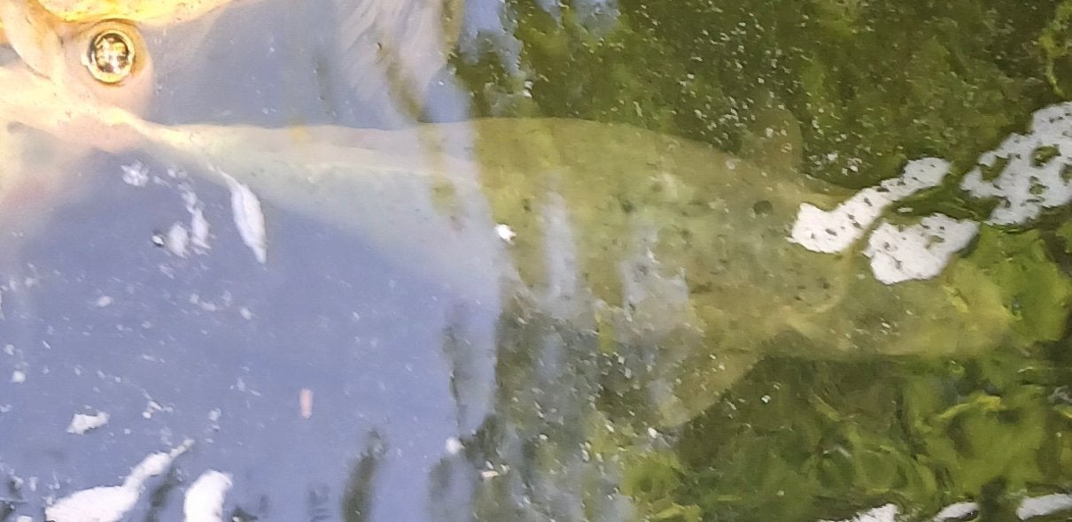 Mooie witte tanme koi karper te koop!!, Dieren en Toebehoren, Vissen | Vijvervissen