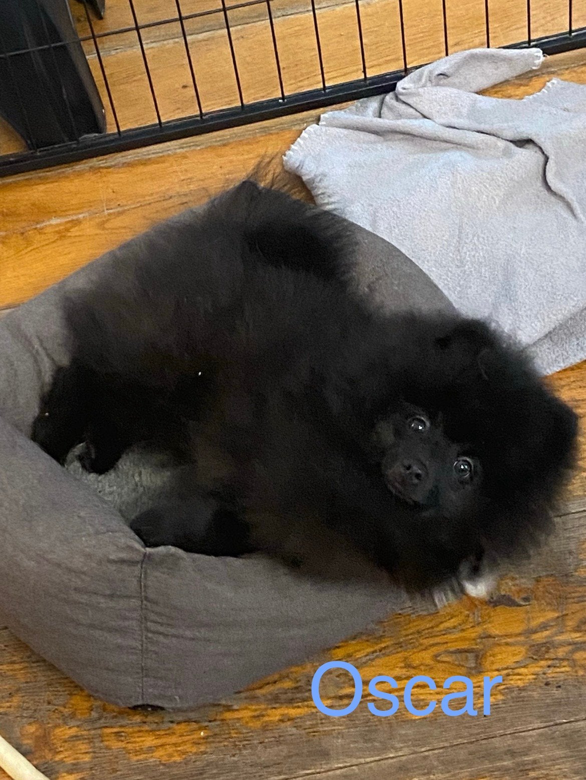 2 Prachtige pomeriaan/dwergkees pups.(Reutjes)💙💙, Overige rassen, 8 tot 15 weken, Parvo, Meerdere