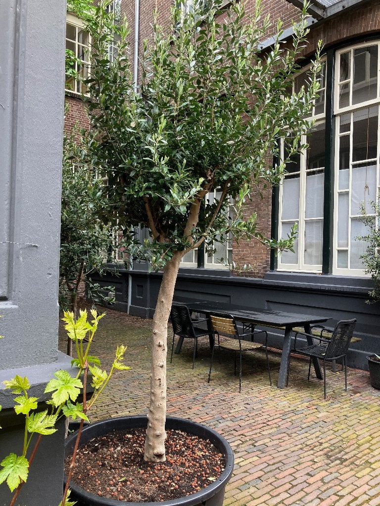 grote olijfboom, Olijfboom, 250 tot 400 cm, Zomer, Ophalen