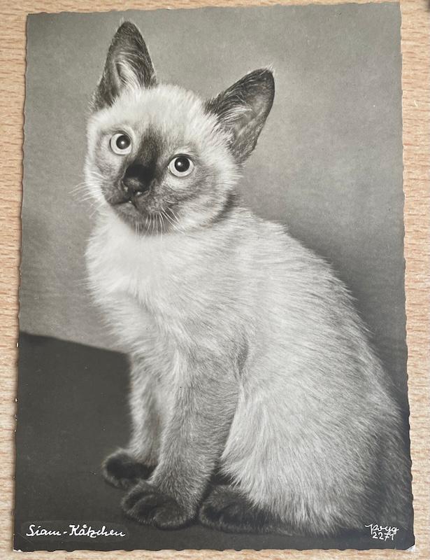 orig. POPP fotokaart Siamese Kat - Siam kat poes, Verzenden, 1940 tot 1960, Ongelopen, Overige thema's
