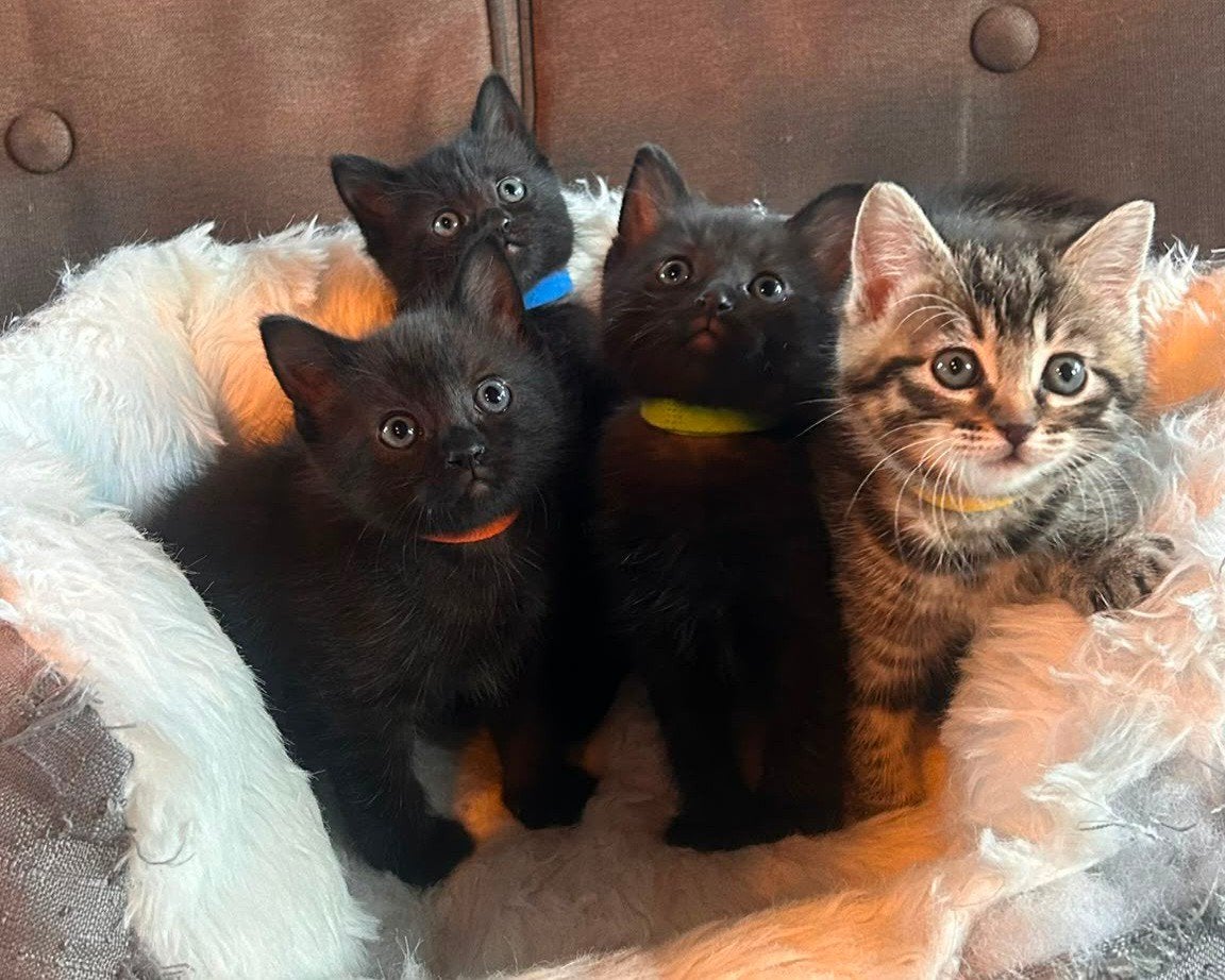 Kruising Ragdoll en Europese Korthaar. Nog 2 beschikbaar!, Meerdere dieren, Ontwormd, 0 tot 2 jaar