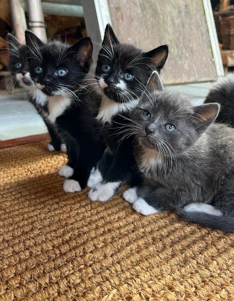 4 mooie kittens te koop, Dieren en Toebehoren, Katten en Kittens | Overige Katten, Meerdere dieren, Kortharig, 0 tot 2 jaar