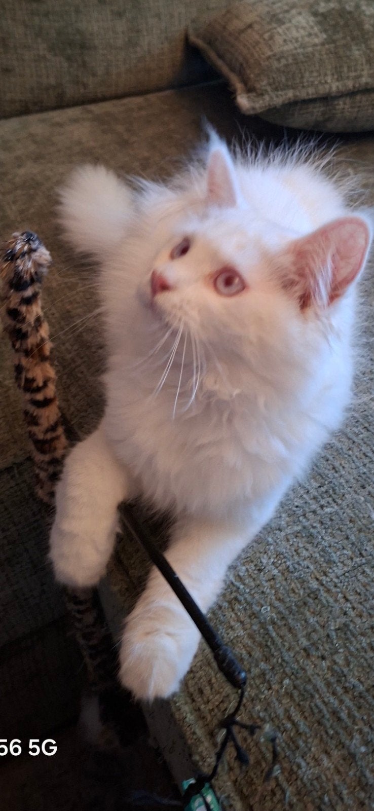 Geweldige maine coon kittens 🥰😻😹 !!!, Meerdere dieren, Ontwormd