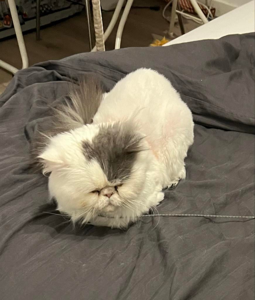 Perziesche kat, Kater, Ingeënt, 0 tot 2 jaar