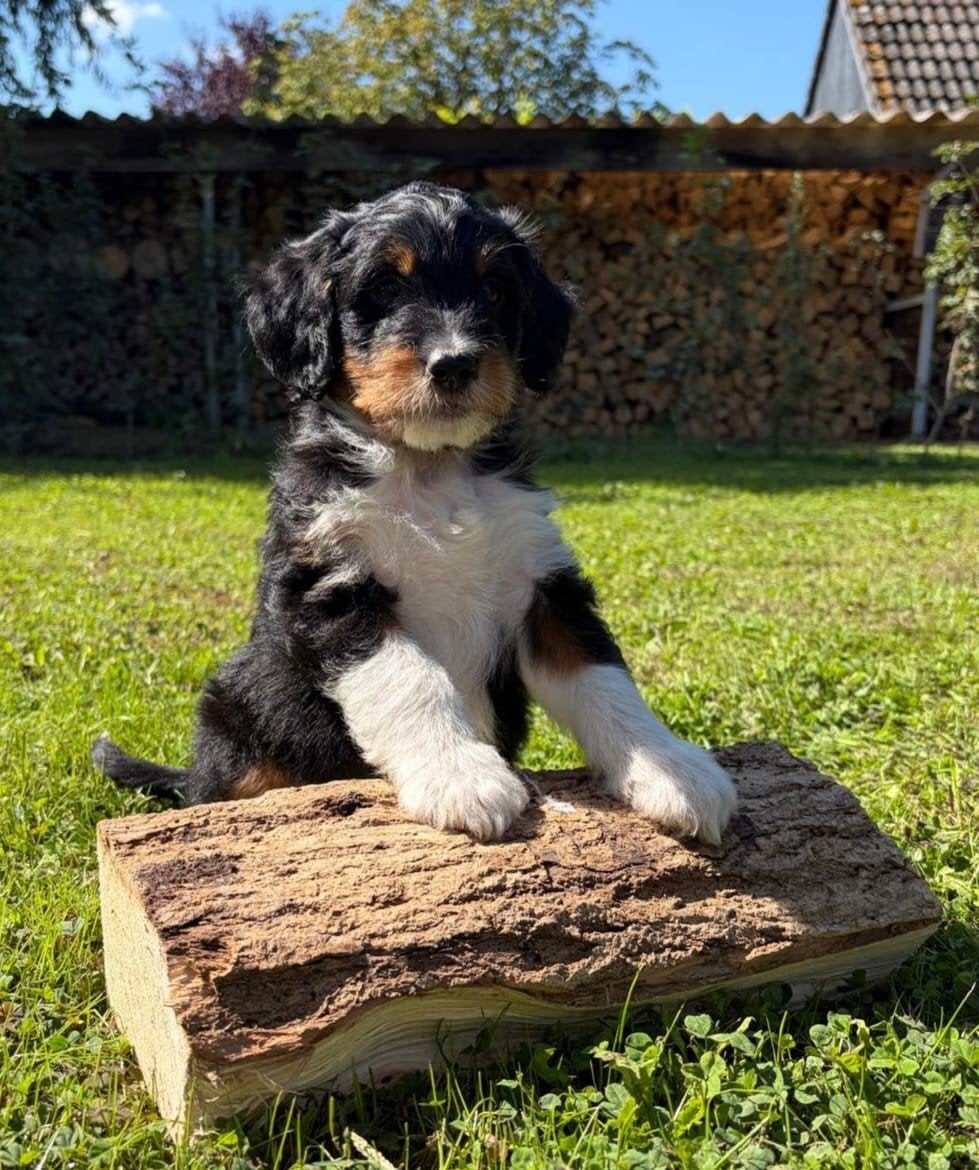 lieve Labradoodle pups maat medium 7 weken oud, Dieren en Toebehoren, Honden | Retrievers, Spaniëls en Waterhonden, Overige rassen