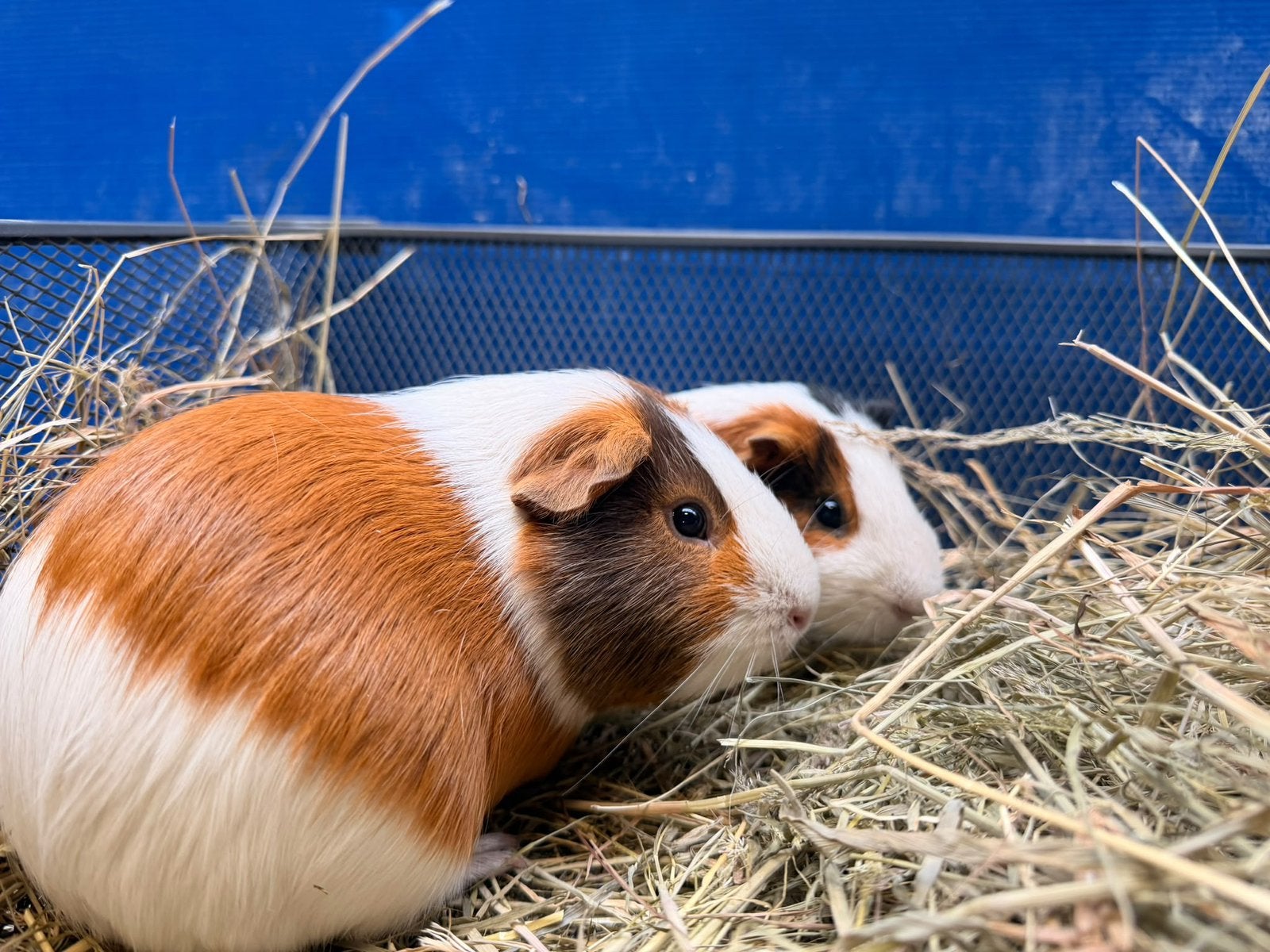 Super lieve cavia beertjes, Cavia, Mannelijk, Mei, Tam