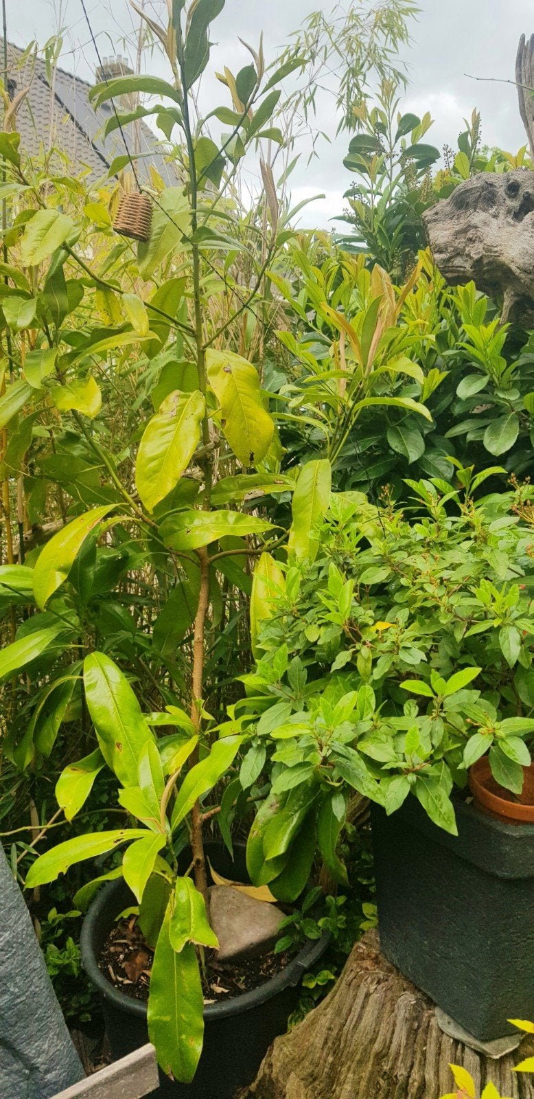 Magnolia Grandiflora, Ophalen