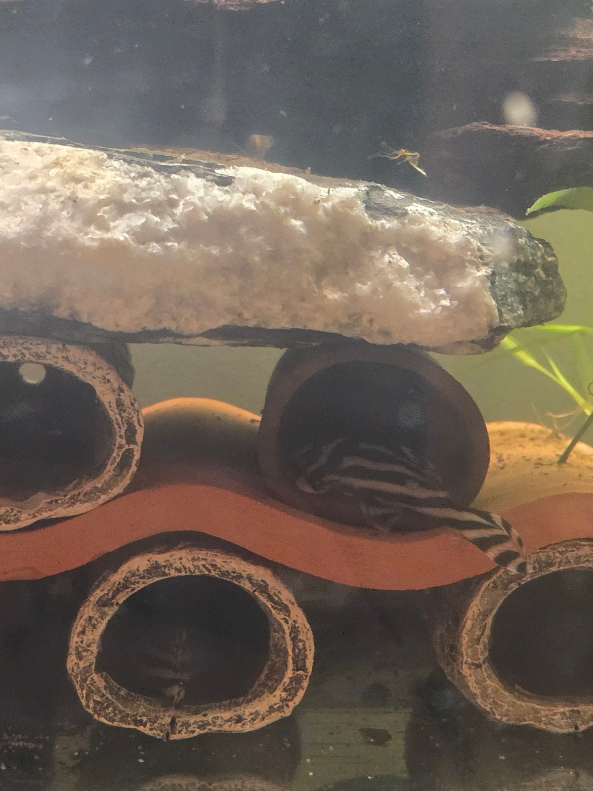 Kweekgroep L046 Zebra Pleco – 3 mannen, 4 vrouwen + 5 jongen, Dieren en Toebehoren, Vis