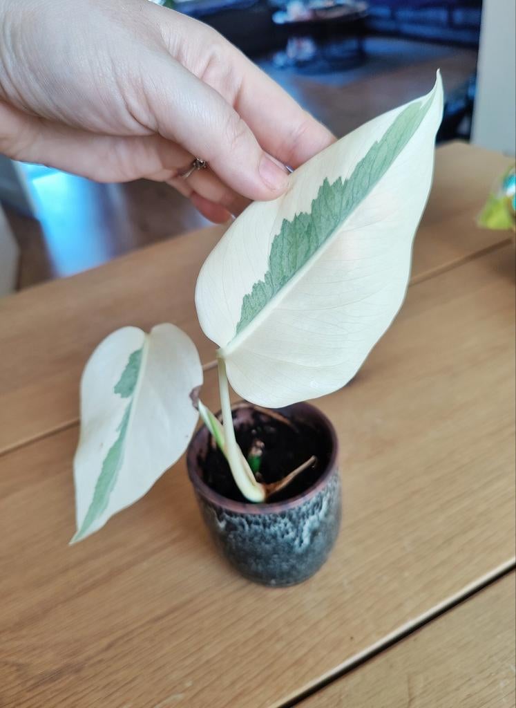 Monstera variegata, Ophalen, Halfschaduw, Minder dan 100 cm