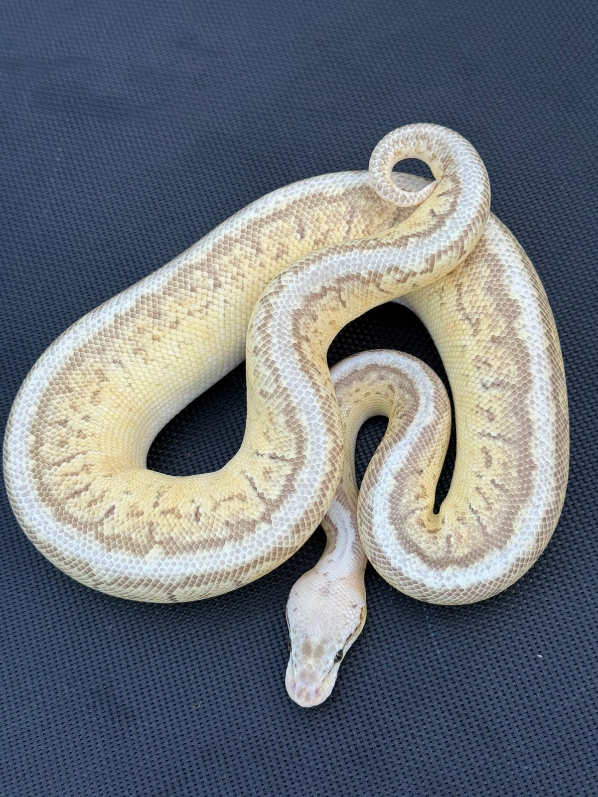 Ball python python Regius, Dieren en Toebehoren, Slang, 0 tot 2 jaar