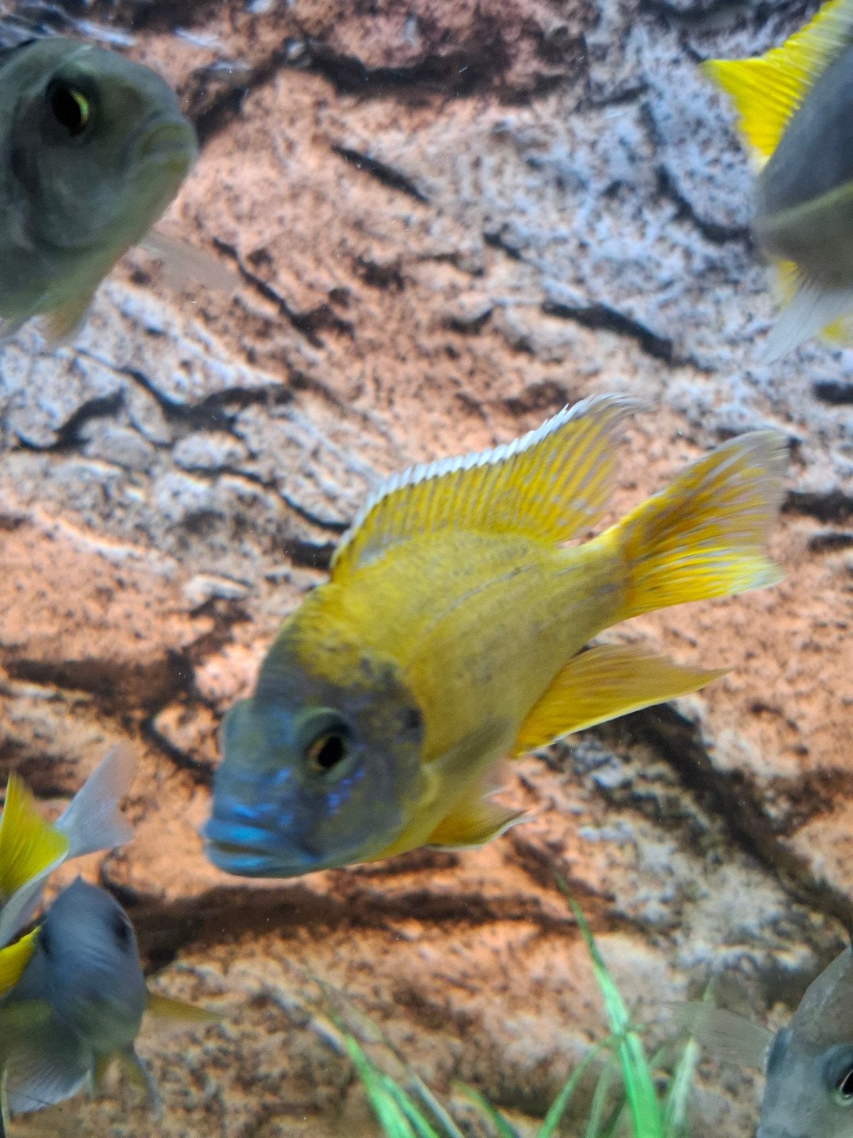 aulonocara maleri gold  malawi cichliden, Dieren en Toebehoren