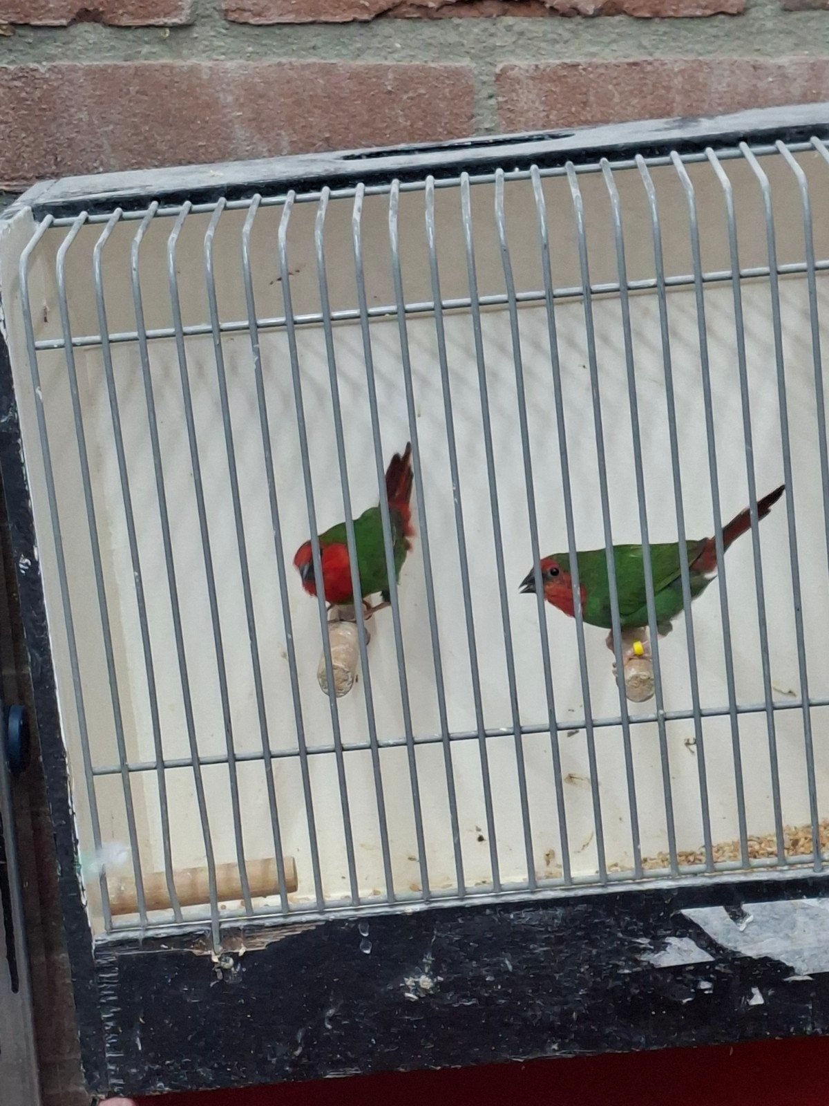 Mooi koppel roodkop papegaai amedine, Meerdere dieren, Geringd