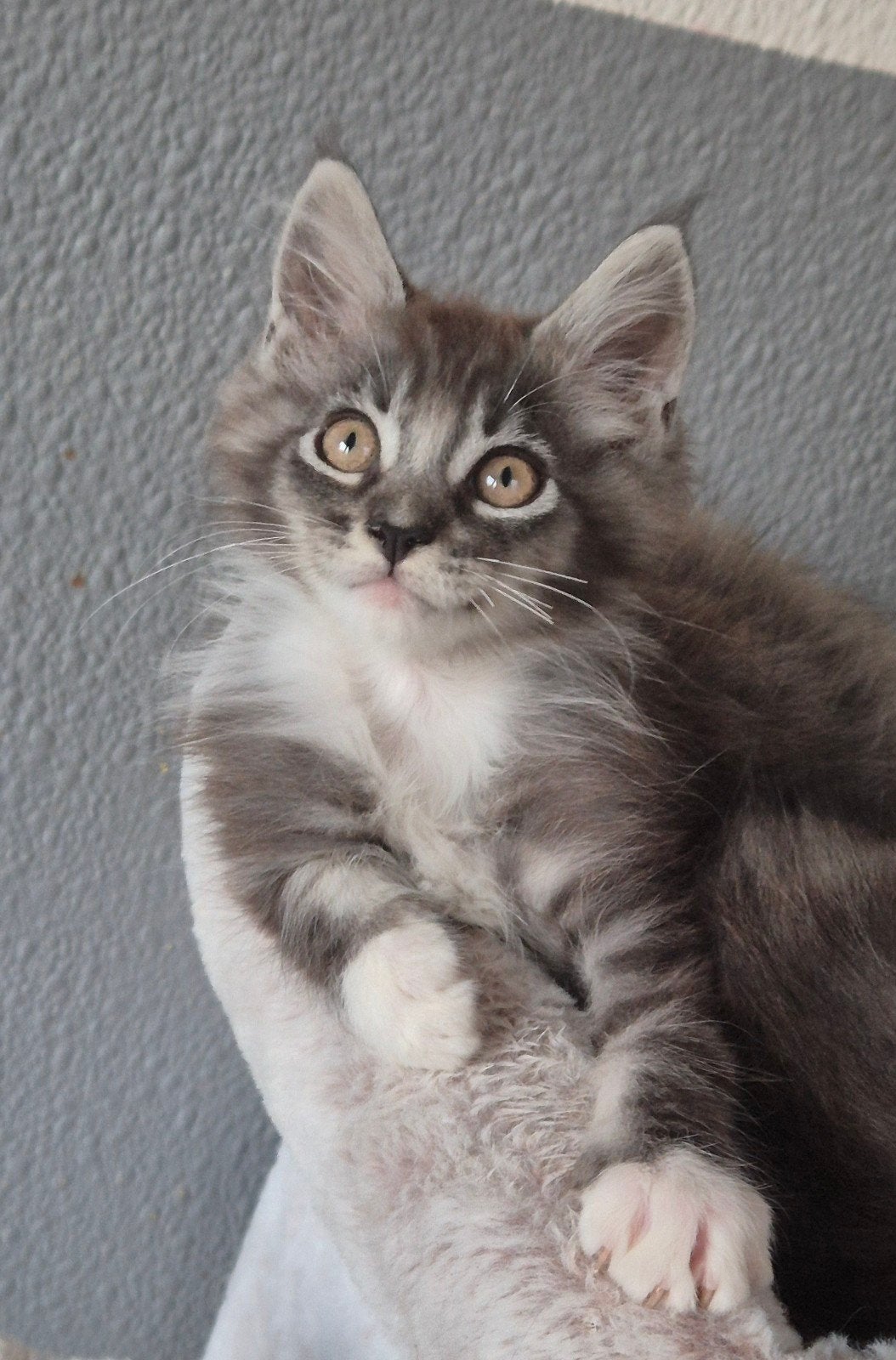 Maine Coon-kittens xl rasecht  beschikbaar, Dieren en Toebehoren, Meerdere dieren, Ontwormd