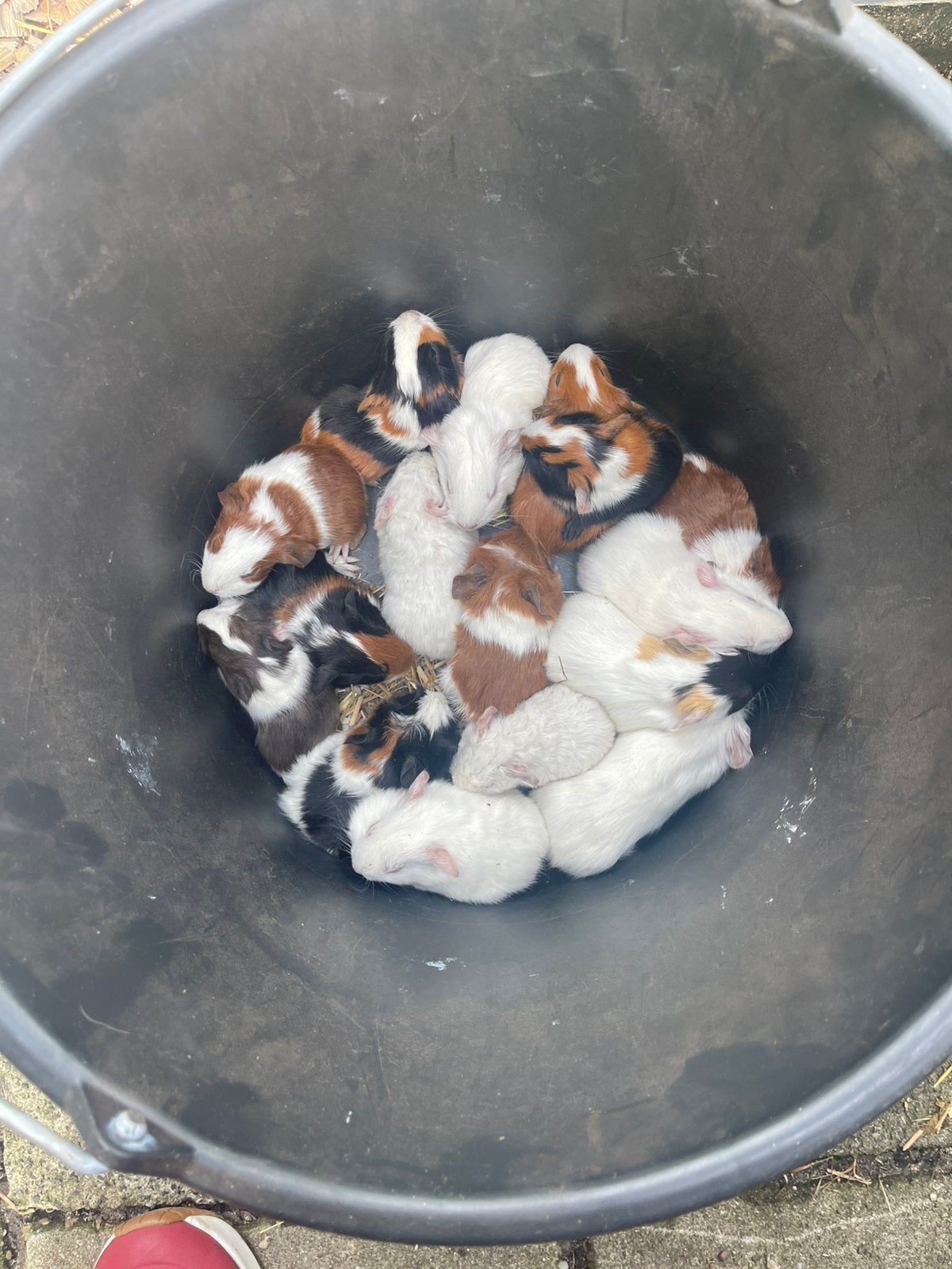 Jonge cavia’s. Zeugjes en beertjes. Ook borstel en teddy., Dieren en Toebehoren, Cavia, Augustus, Meerdere dieren, Tam