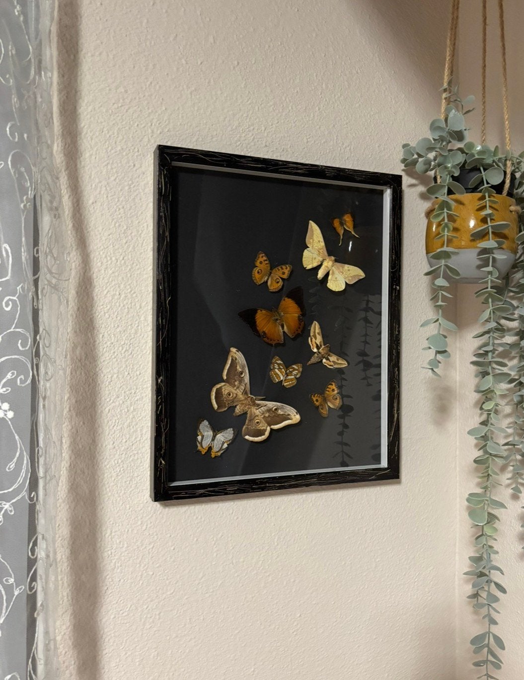 Lijst met (echte) vlinders en motten, Verzamelen, Dierenverzamelingen, Ophalen of Verzenden, Nieuw, Insect, Opgezet dier