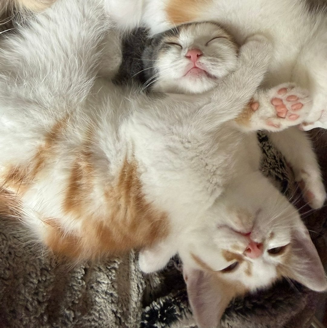 2 Ontzettend lieve en aanhankelijke kittens, Meerdere dieren, Kortharig, 0 tot 2 jaar