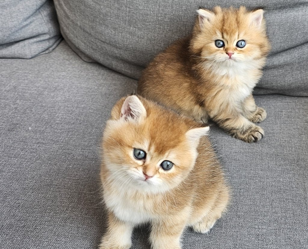 Prachtige black golden shaded British kittens, Dieren en Toebehoren, Katten en Kittens | Raskatten | Korthaar, Poes, Met stamboom