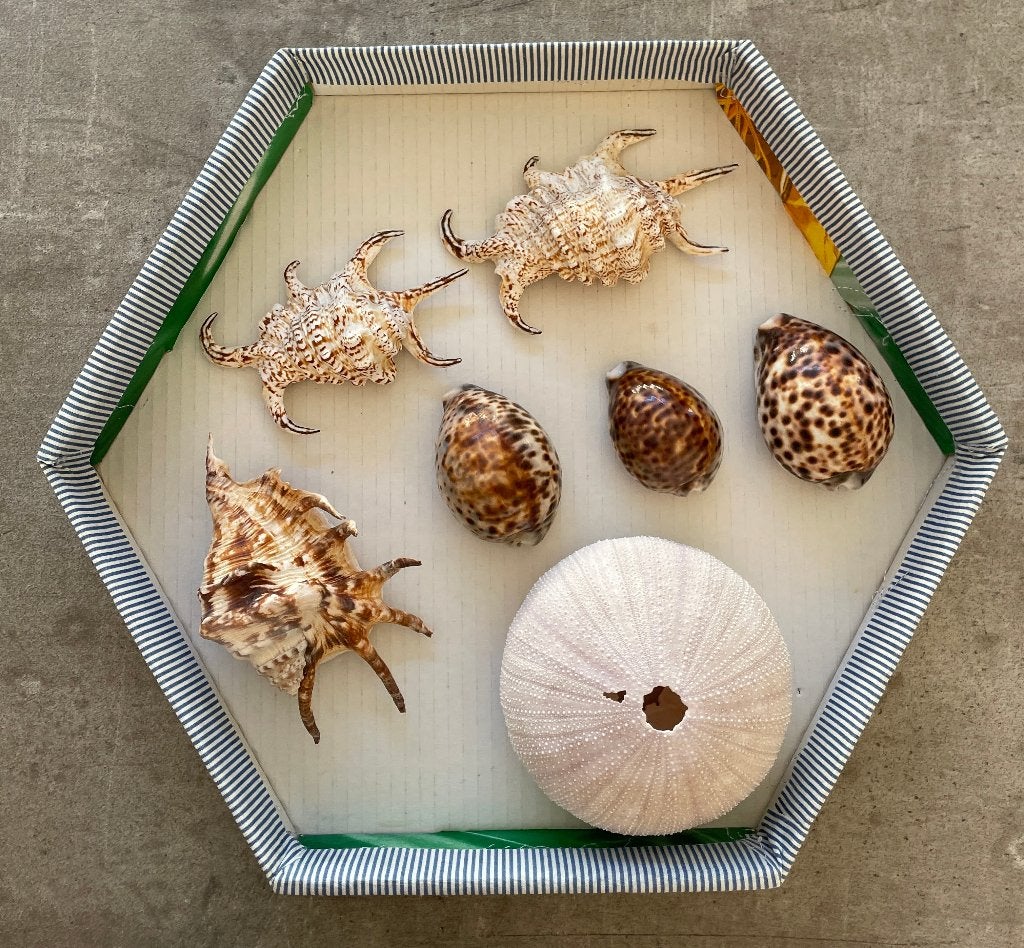 Diverse schelpen, Ophalen of Verzenden, Schelp(en)