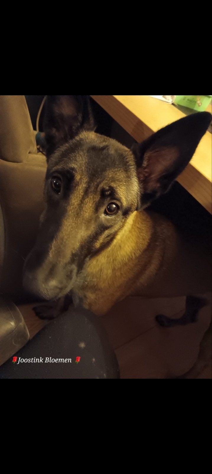 mechelse herder, België, Particulier, Teef, Eén hond