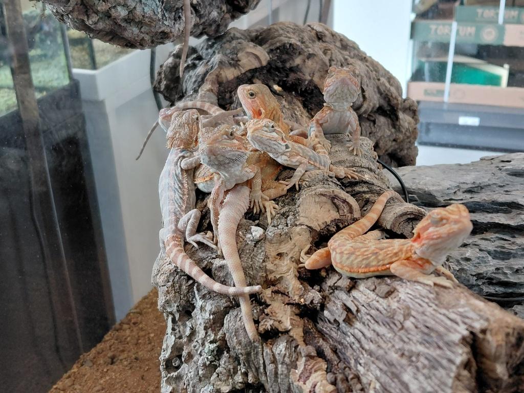 Baardagamen oranje / leatherback, Dieren en Toebehoren, Reptielen en Amfibieën, Hagedis, 0 tot 2 jaar