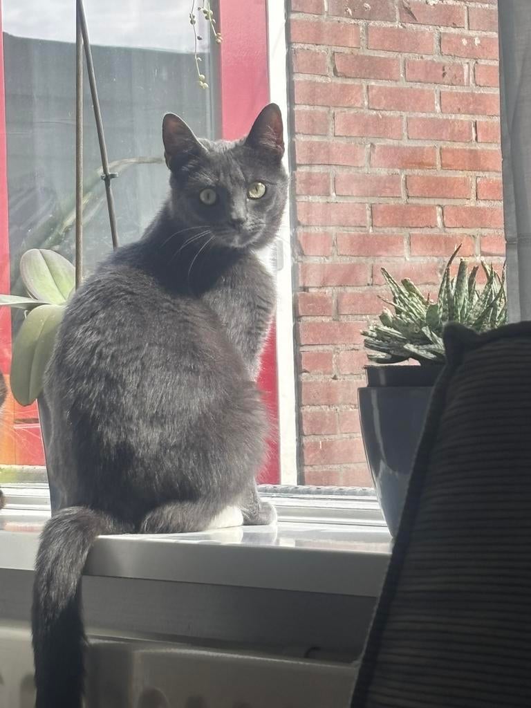 Lieve poes  van 3 jaar, Dieren en Toebehoren, Katten en Kittens | Overige Katten, Poes