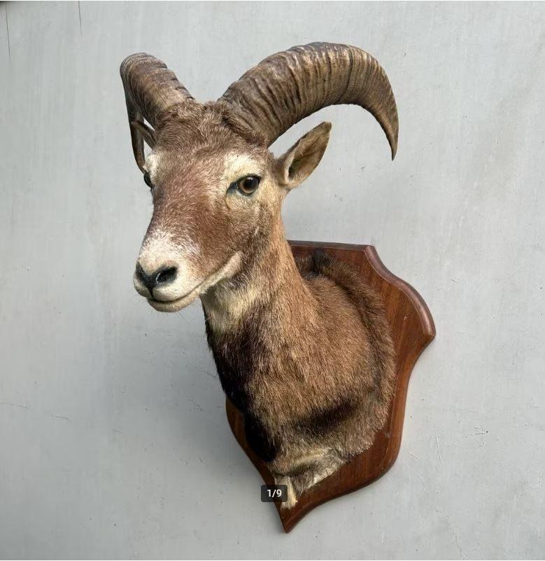 Moeflon Taxidermie - wild schaap, Verzamelen, Dierenverzamelingen, Gebruikt, Opgezet dier, Wild dier, Ophalen of Verzenden