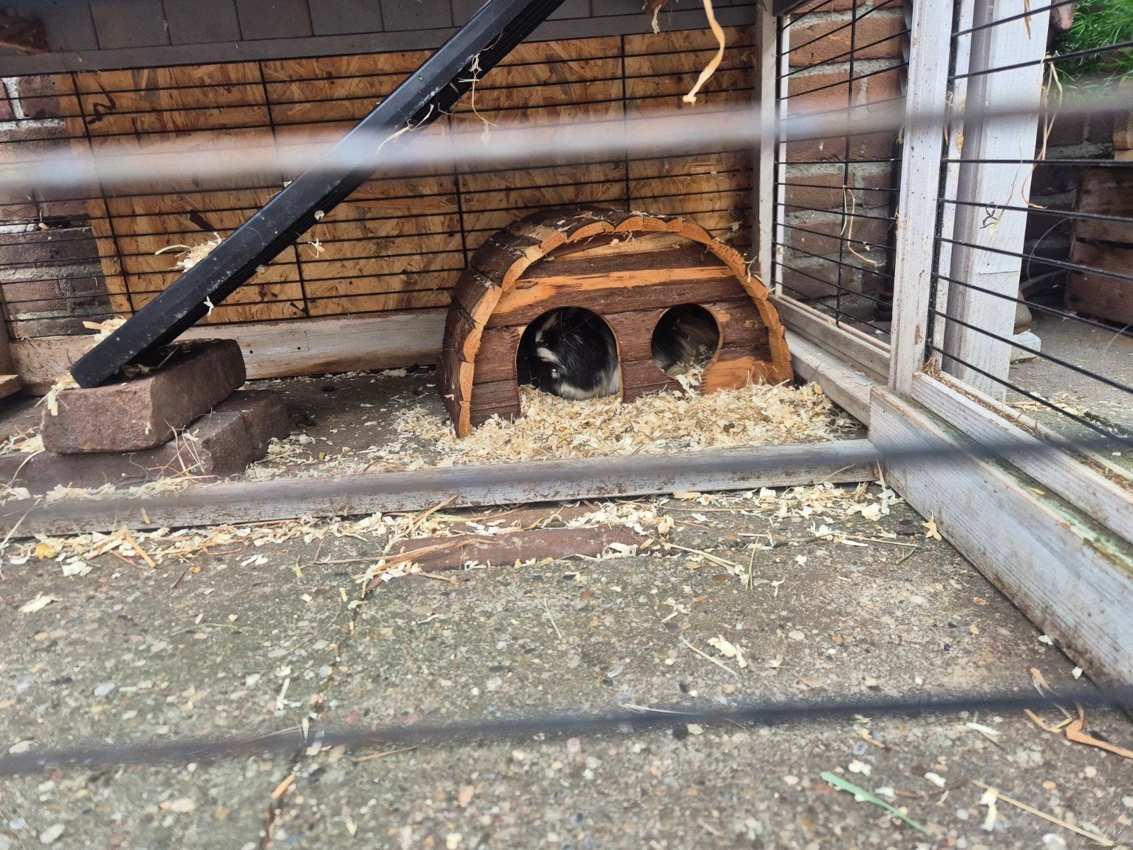 Cavia's inclusief hok, Dieren en Toebehoren, Cavia, Juni, Mannelijk, Tam