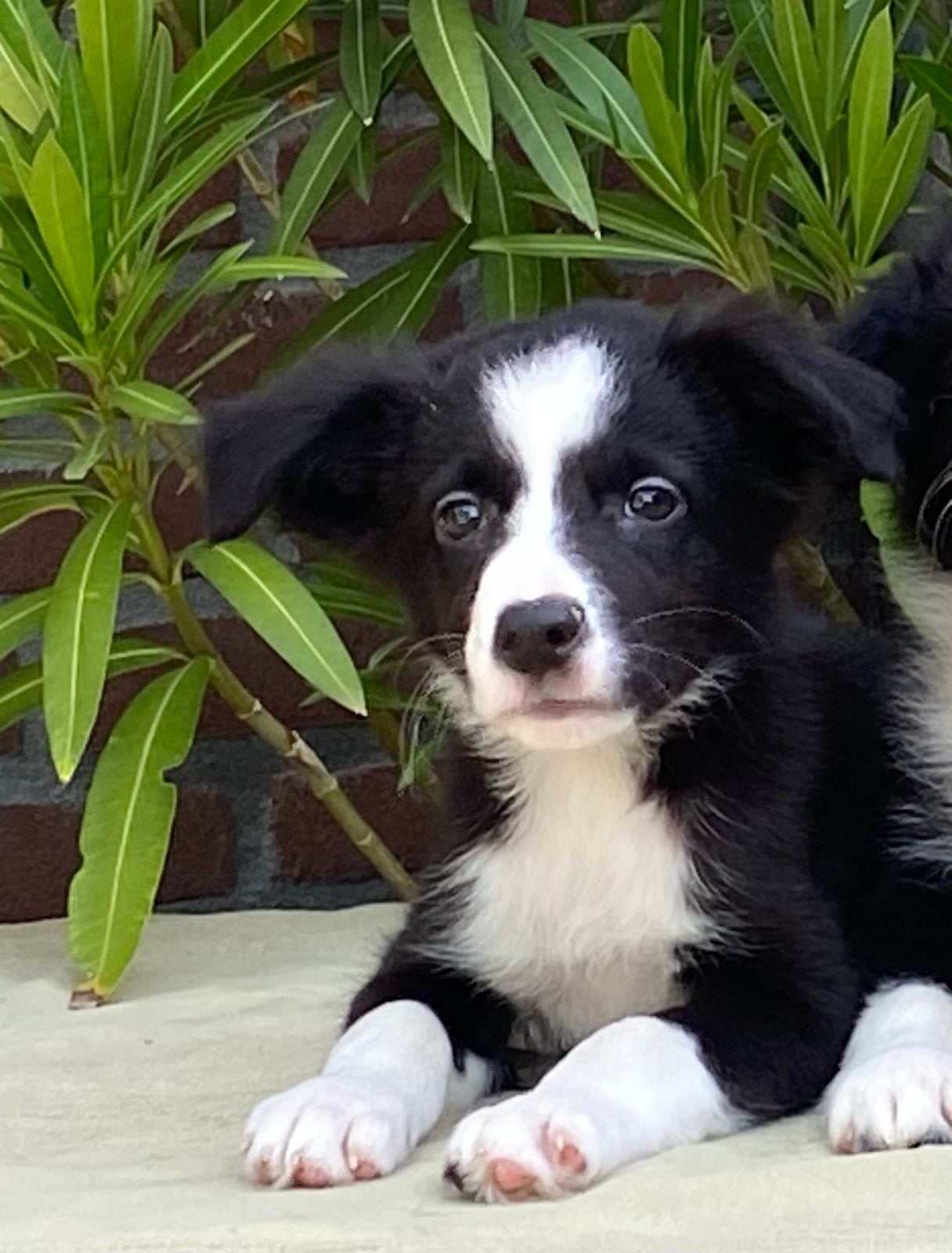 Wegens annulering BORDER COLLIE x FRIESE STABIJ pup - reutje, Parvo, Nederland, Reu, 8 tot 15 weken