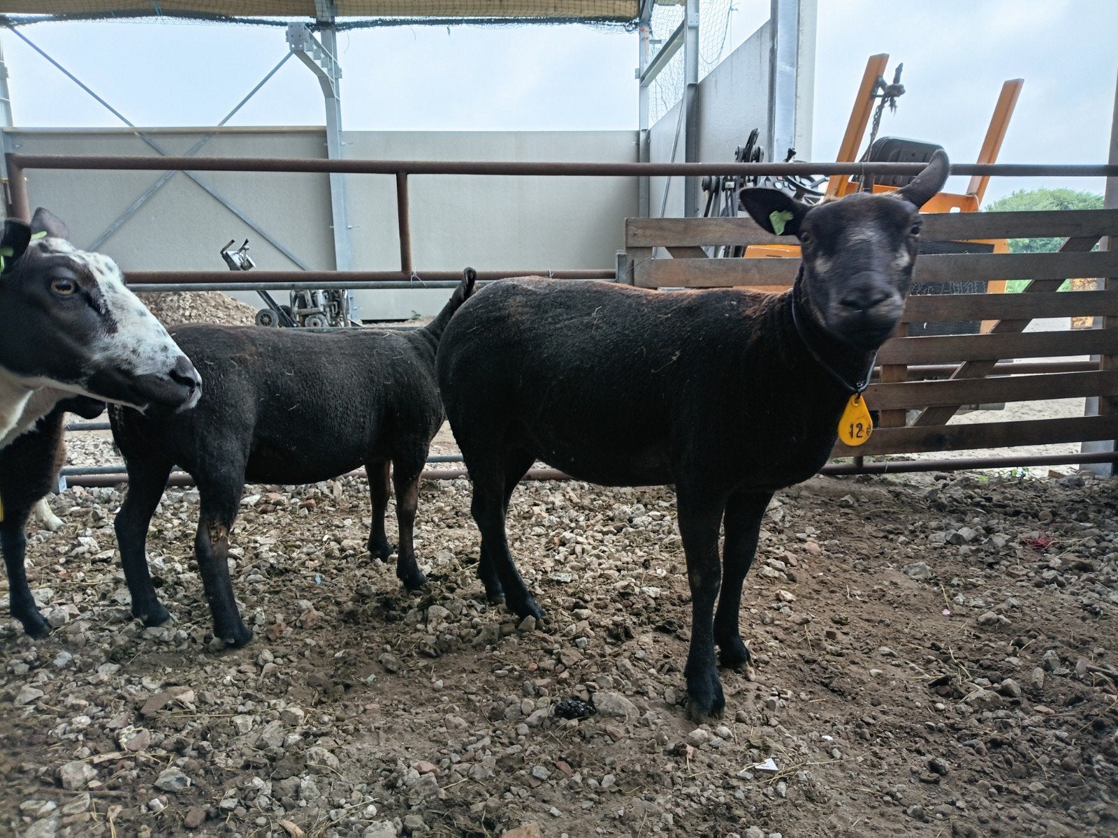 Mooie fokooien te koop, Dieren en Toebehoren, Schapen, Geiten en Varkens, 0 tot 2 jaar