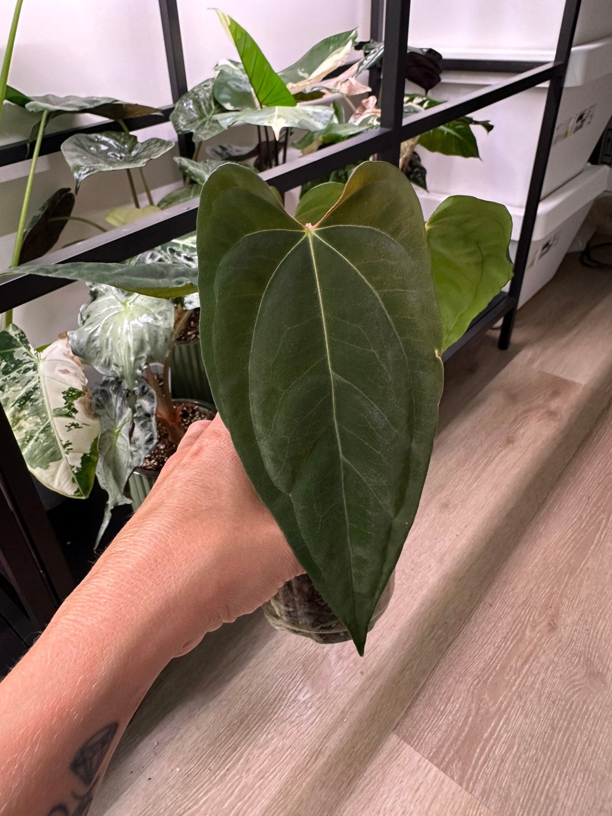 Anthurium grim reaper, Ophalen of Verzenden, Halfschaduw, Minder dan 100 cm