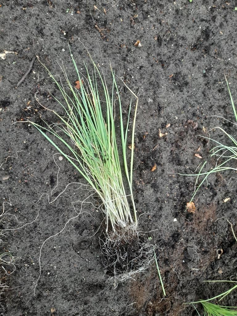 Preiplanten, Ophalen, Eenjarig, Groenteplanten, Volle zon