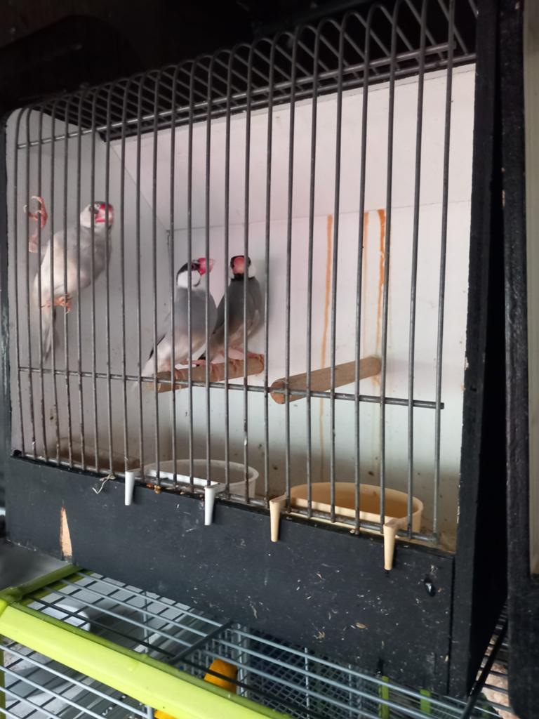 Rijstvogels, Dieren en Toebehoren, Mannelijk