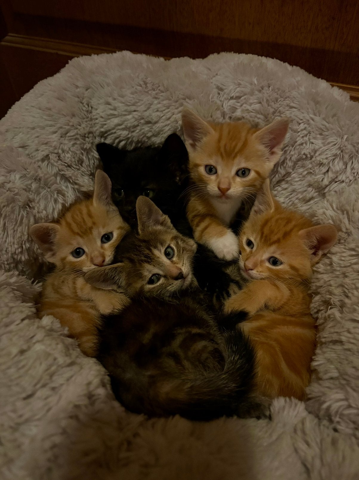 5 lieve kittens zoeken een fijn thuis!, Dieren en Toebehoren, Katten en Kittens | Raskatten | Korthaar, Meerdere dieren